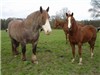 Some of our Horses