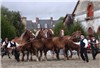 Breton Horses Lamballe 