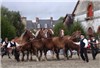 Breton Horses Lamballe, Brittany